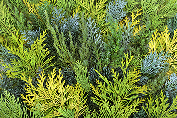 Image showing Cedar Cypress Leylandii Fir Background