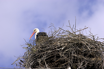 Image showing White stork in the nest