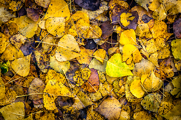 Image showing Autumn leaves background