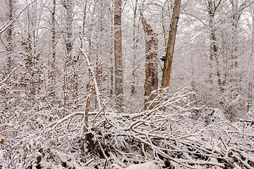 Image showing Wintertime landscape of snowy deciduous stand