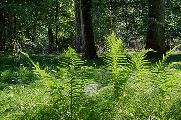 Image showing Fern in summertime sun