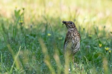 Image showing Song Thrush (Turdus philomelos) holding food closeup