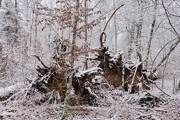 Image showing Wintertime landscape of snowy deciduous stand