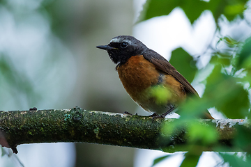 Image showing Common Redstart (Phoenicurus phoenicurus) on branch