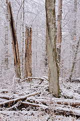 Image showing Wintertime landscape of snowy deciduous stand