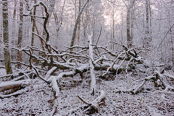 Image showing Wintertime landscape of snowy deciduous stand