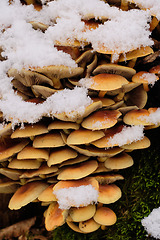 Image showing Mushroom cluster in snow
