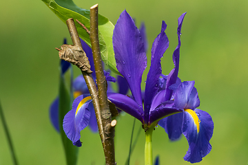 Image showing Siberian Iris (Iris sibirica) in spring