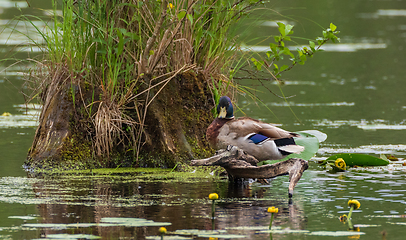 Image showing Mallard  (Anas platyrhynchos) male next to stump