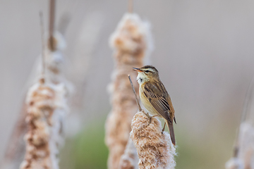 Image showing Sedge warbler (Acrocephalus schoenobaenus) on reed