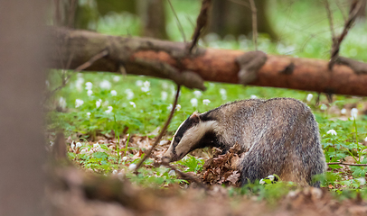 Image showing Badger(Meles meles) next to stump