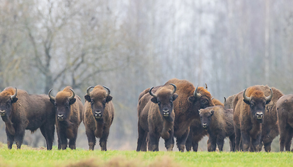 Image showing European Bison herd in snowless winter