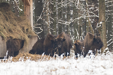 Image showing European bison(Bison bonasus) herd