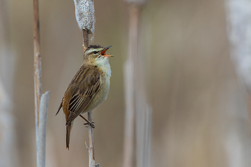 Image showing Sedge warbler (Acrocephalus schoenobaenus) on reed