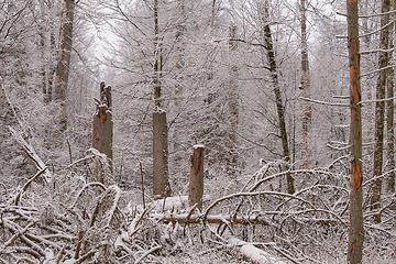 Image showing Wintertime landscape of snowy deciduous stand