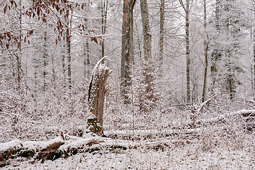 Image showing Wintertime landscape of snowy deciduous stand