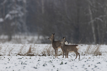 Image showing Winter landscape of roe deer herd