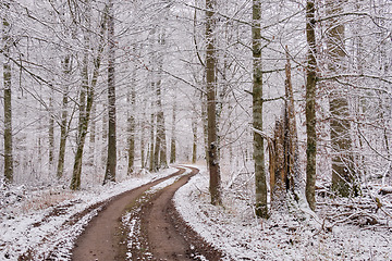 Image showing Dirt road crossing snowy deciduous stand