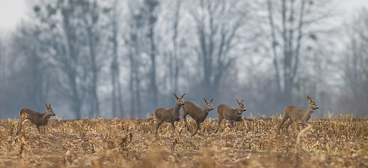 Image showing Winter landscape of roe deer herd