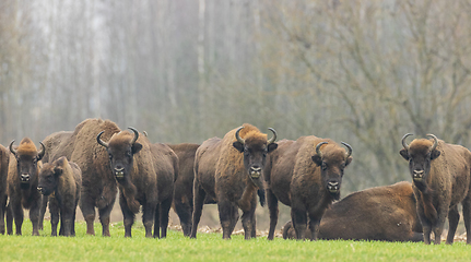 Image showing European Bison herd in snowless winter