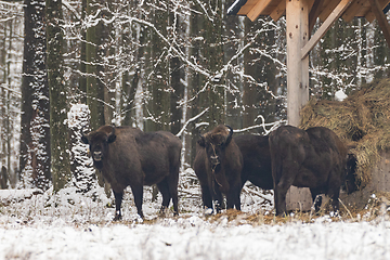 Image showing European bison(Bison bonasus) herd