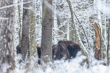 Image showing Adult European bison(Bison bonasus looking at camera