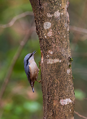 Image showing Eurasian Nuthatch (Sitta europaea) in winter