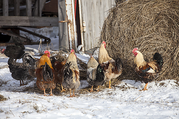 Image showing Free range chickens in snow covered farmyard