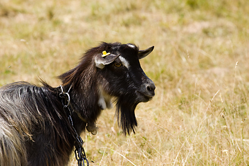 Image showing Goat