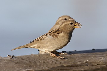 Image showing House Sparrow. 