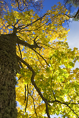 Image showing bright yellow maple leaves