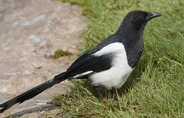 Image showing Magpie. Norway 2008.