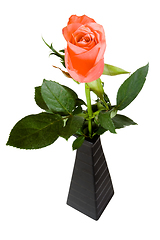 Image showing Pink rose in black vase