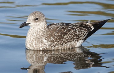 Image showing Seagull. 