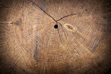 Image showing Texture of wood stump