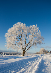 Image showing Frost covered tree