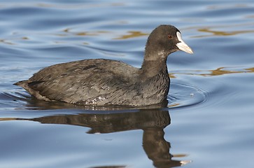 Image showing Common Coot. 