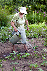 Image showing Senior woman working in garden