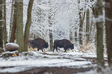 Image showing Two adult European bisons(Bison bonasus in winter