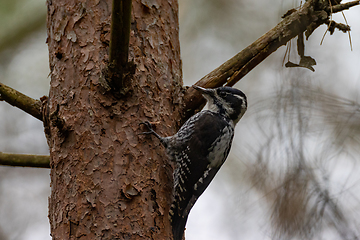 Image showing Eurasian Three-toed woodpecker (Picoides tridactylus) on pine tree