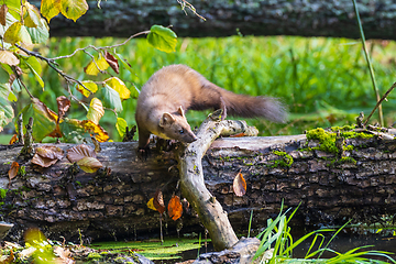 Image showing Pine Marten (Martes martes) close to water