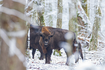 Image showing Adult European bison(Bison bonasus looking at camera