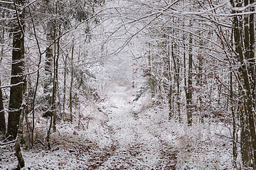 Image showing Dirt road crossing snowy deciduous stand