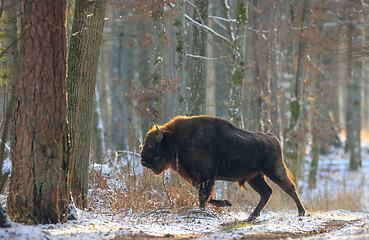 Image showing Adult European bison(Bison bonasus) bull in forest