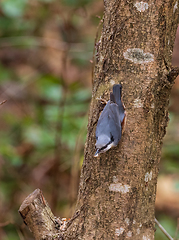 Image showing Eurasian Nuthatch (Sitta europaea) in winter