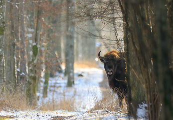 Image showing European Bison(Bison bonasus bonasus) looking from behind tree