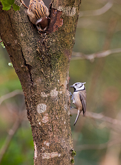 Image showing  European crested tit(Lophophanes cristatus) and sparrow