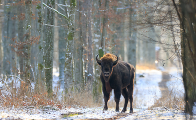 Image showing Adult European bison(Bison bonasus) bull in forest 