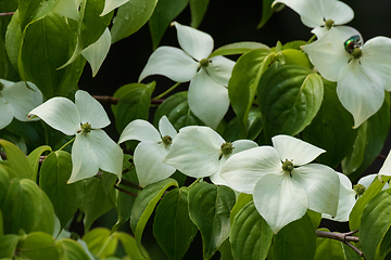 Image showing Kousa Dogwood(Cornus kousa) flowering