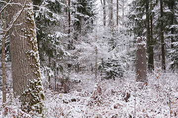 Image showing Wintertime landscape of snowy deciduous stand